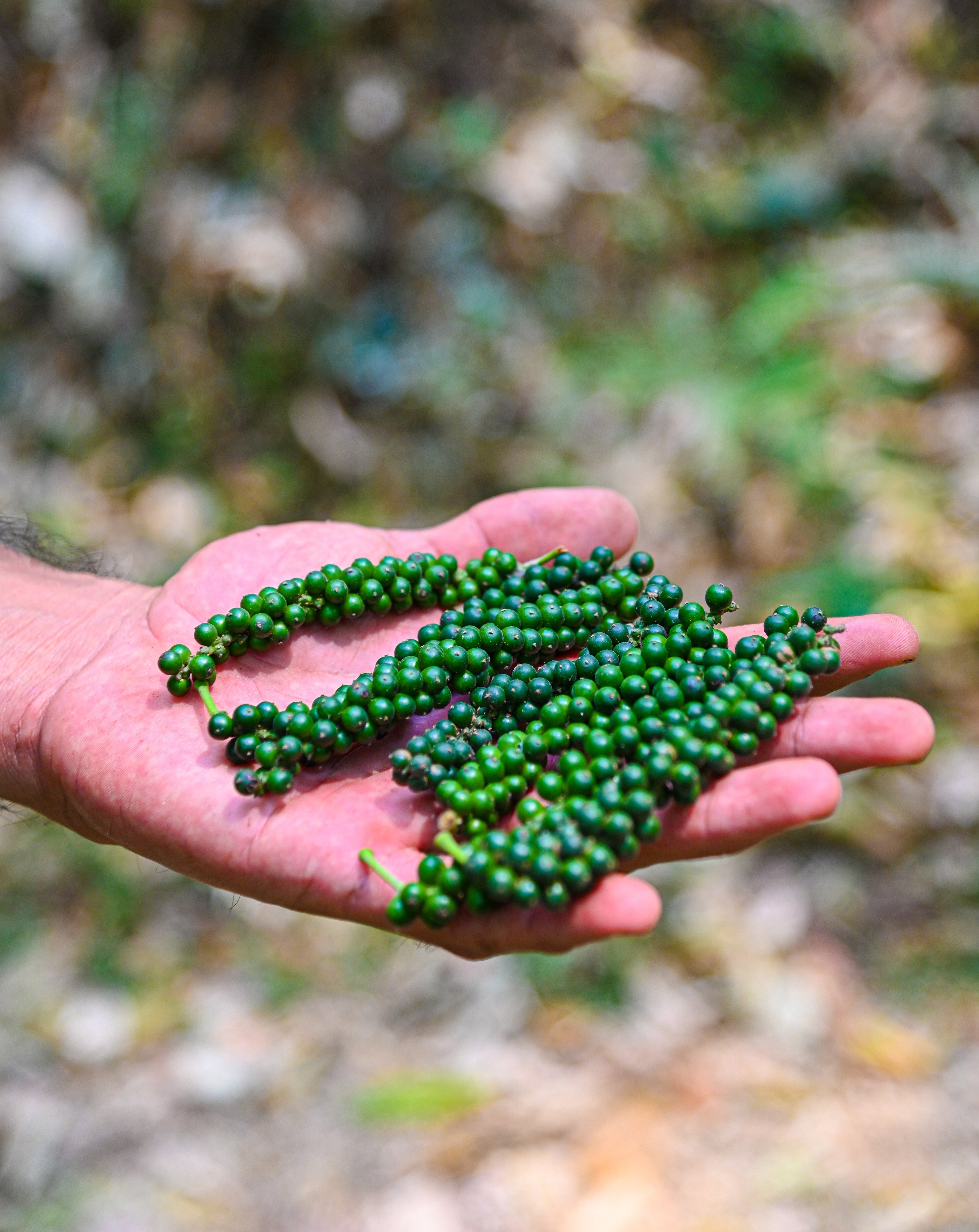 Food of Gods Black Pepper