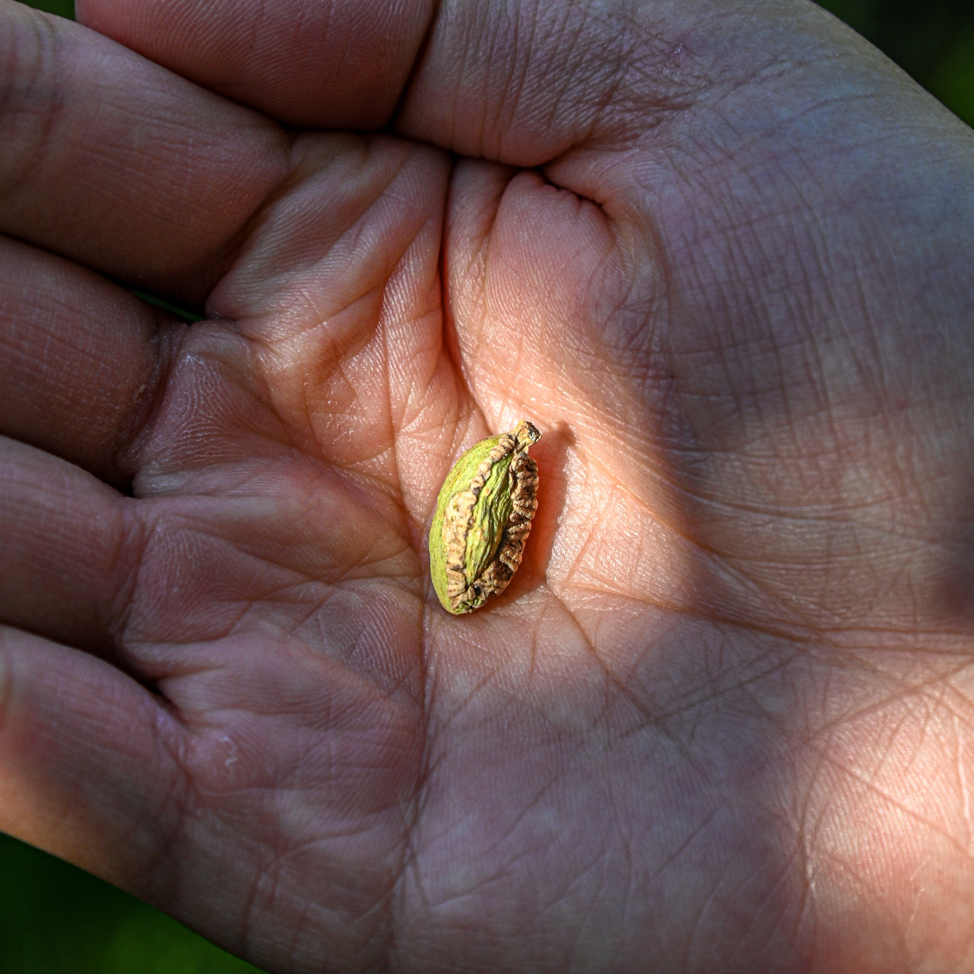 Imperfect Pods, Intact Ecosystems
