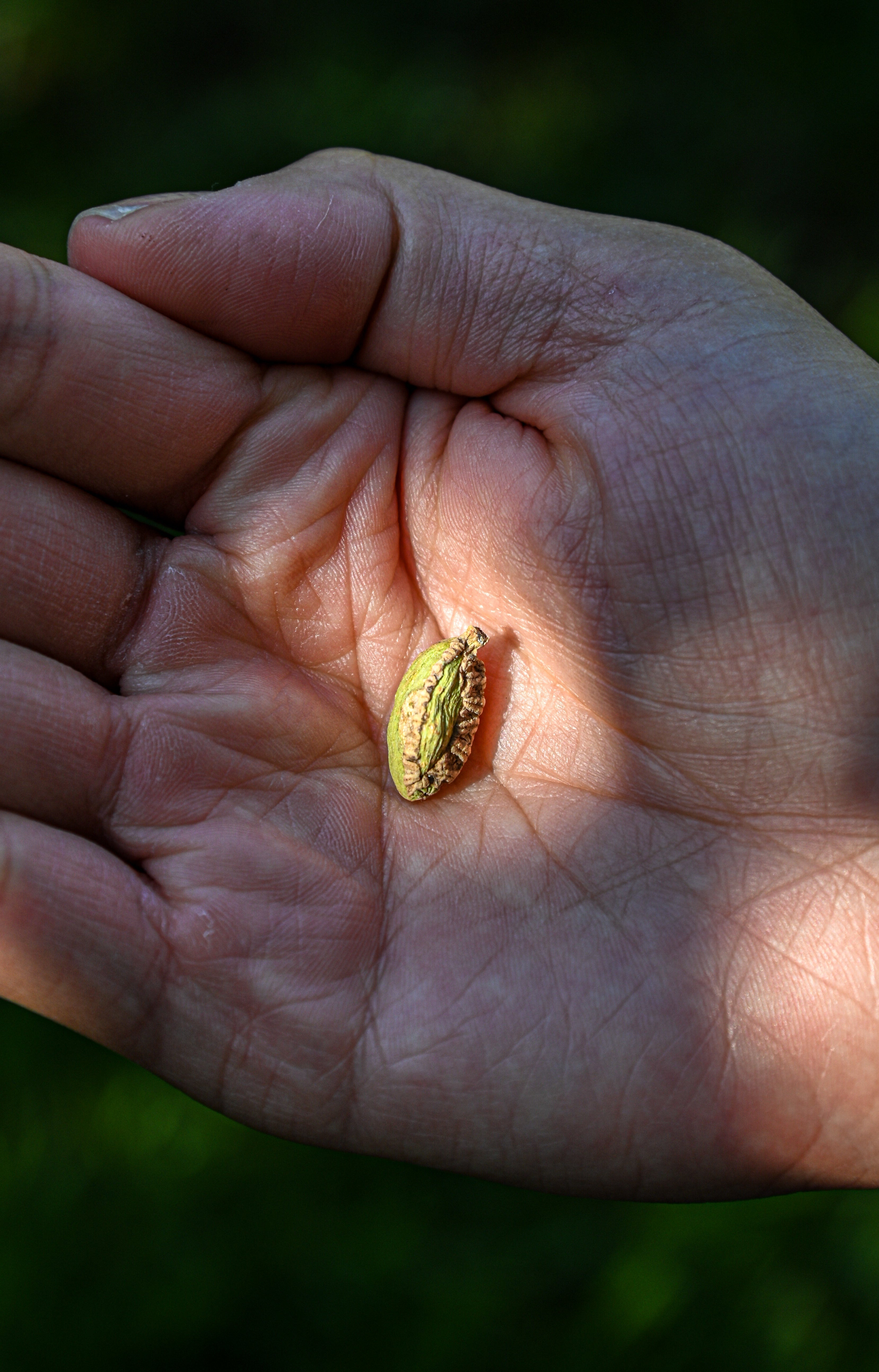 Imperfect Pods, Intact Ecosystems