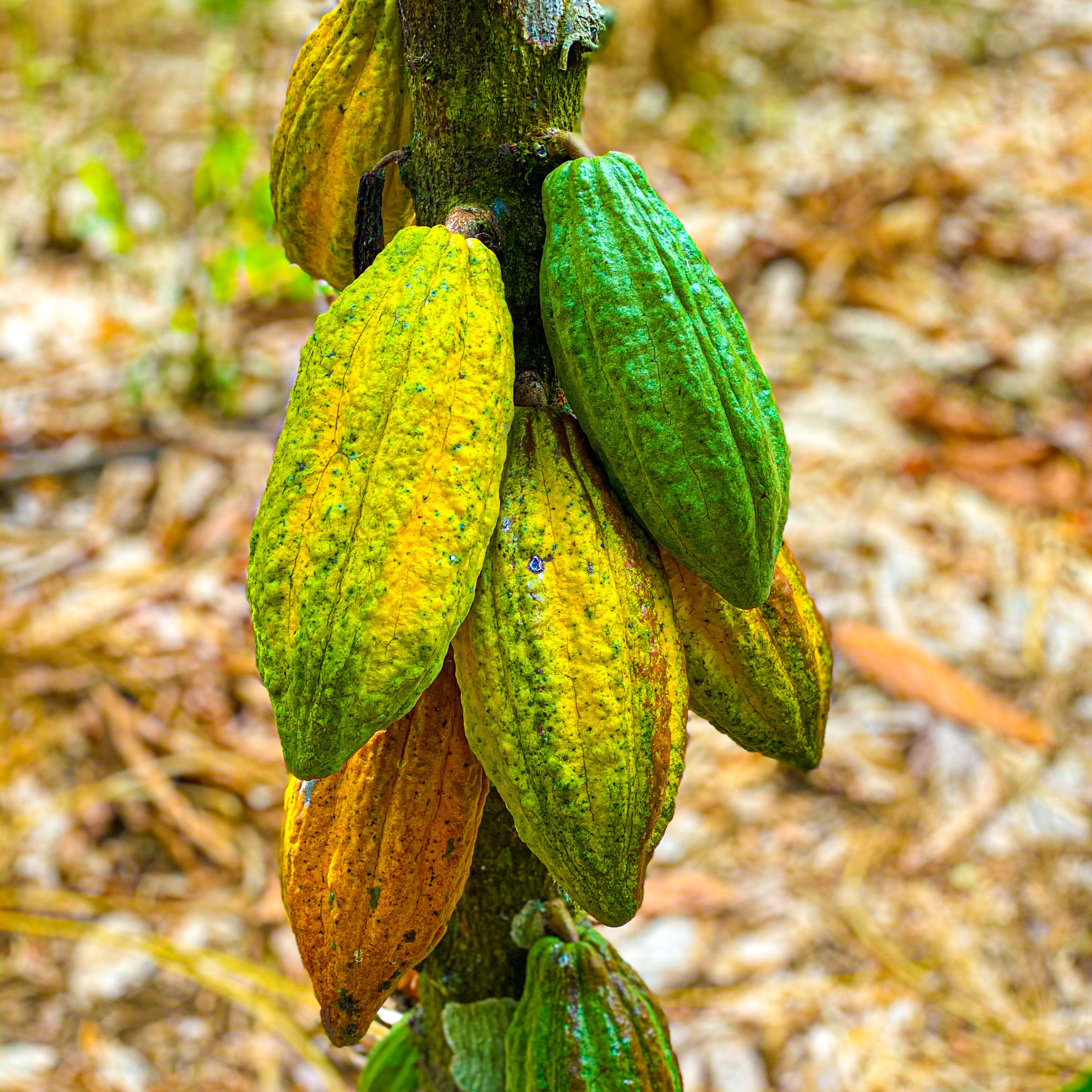 Ripe cacao pods growing on a cacao tree at a partner farm in Ghana
