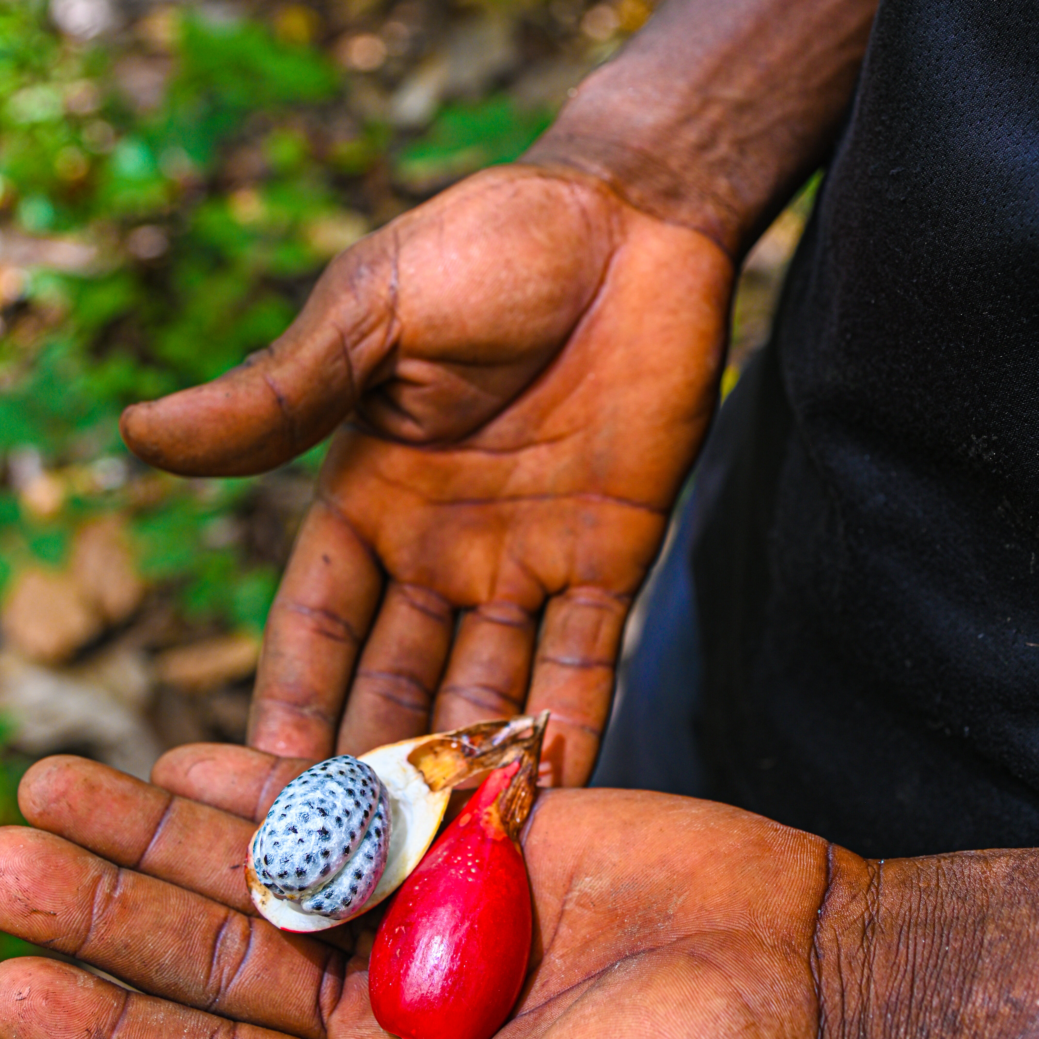 Cacao trees growing beneath a biodiverse forest canopy in Ghana. Alligator Pepper shown in photo