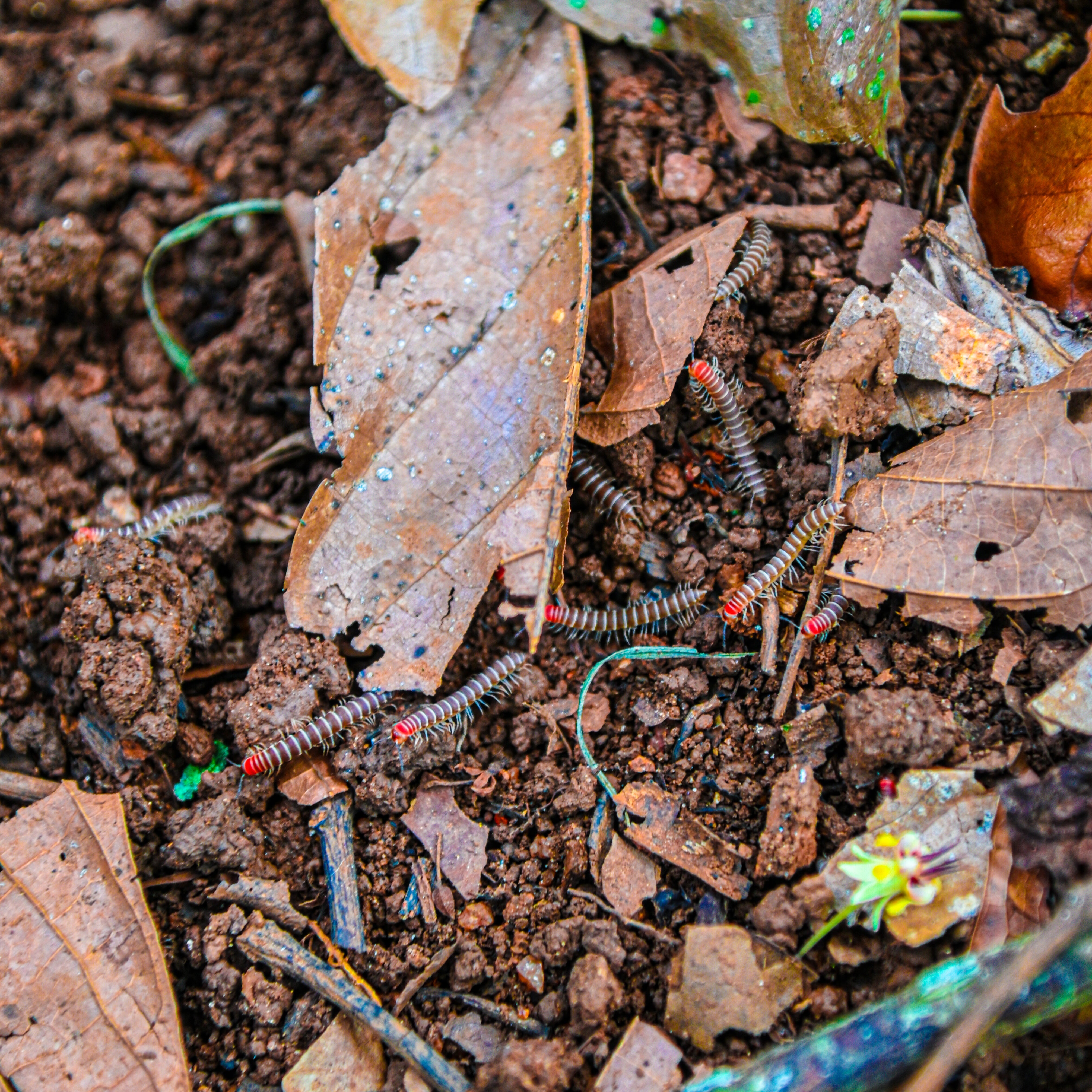Leaf mulch, organic matter and worms enriching soil beneath cacao trees