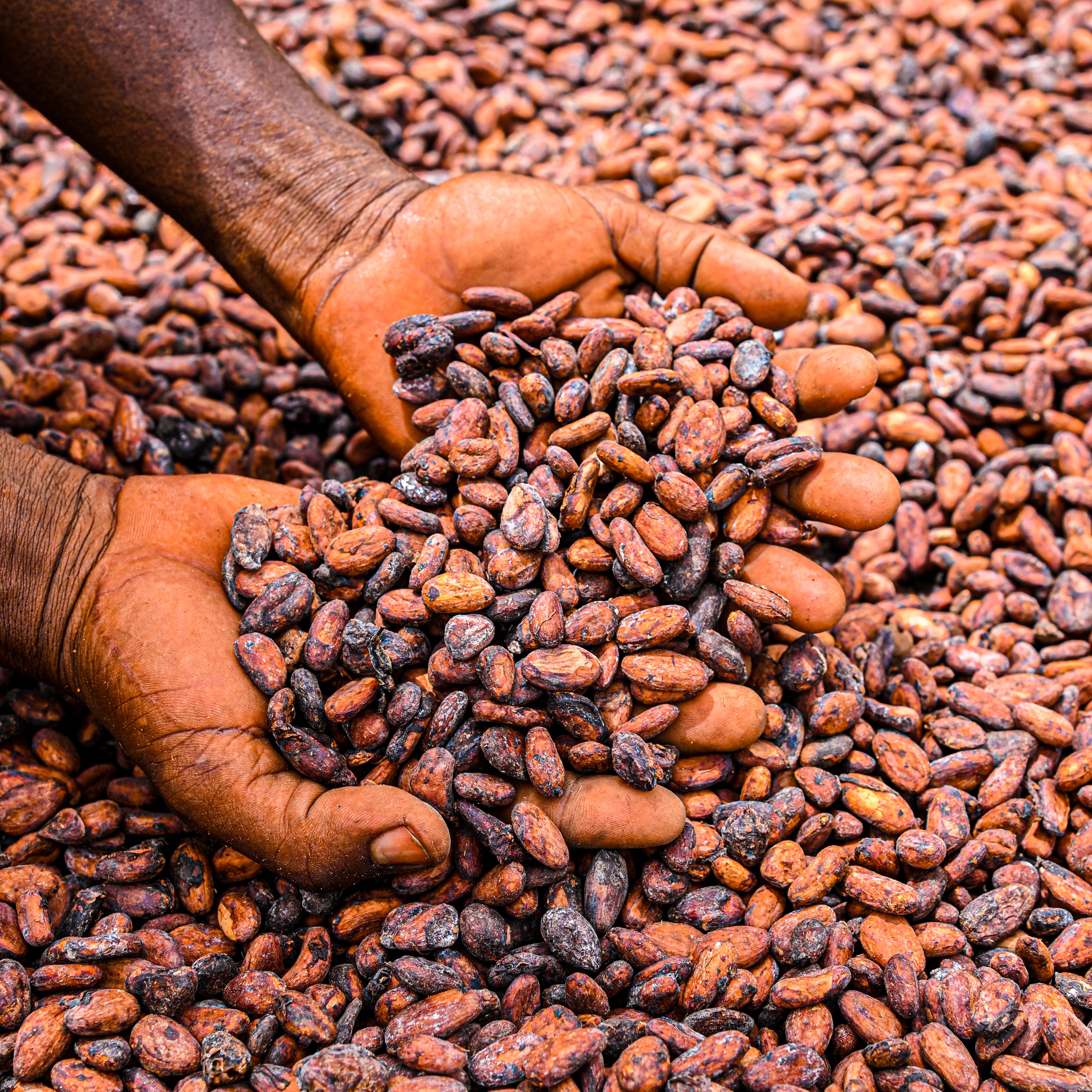 Fermented cacao beans drying in the sun on raised drying beds