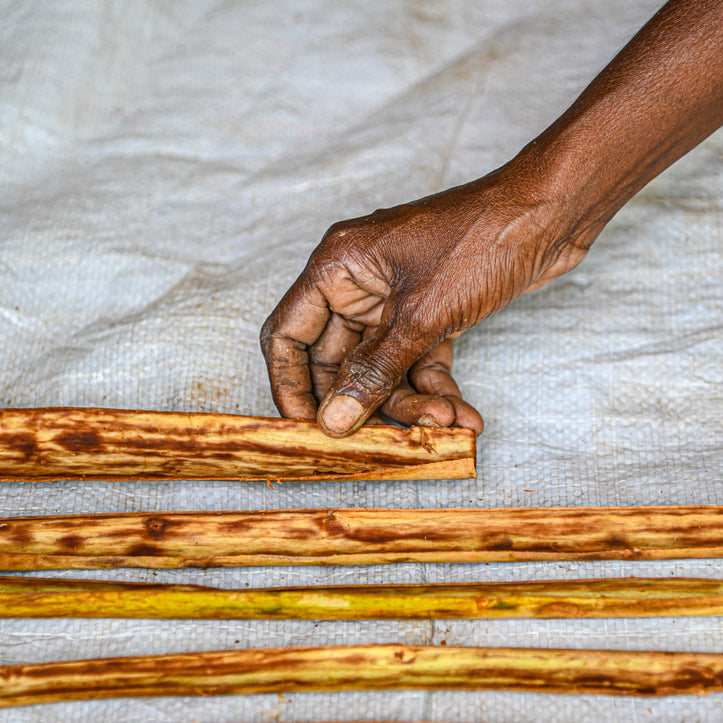 Freshly peeled true cinnamon barks drying in the shade before being rolled into quills or sticks