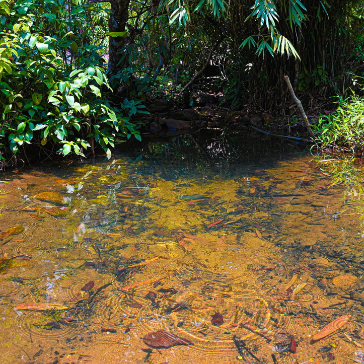 Clear water stream in a cinnamon forest with green foliage in Sri Lanka