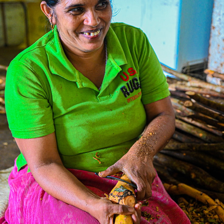True Cinnamon bark being carefully peeled by hand by a women artisan in Sri Lanka