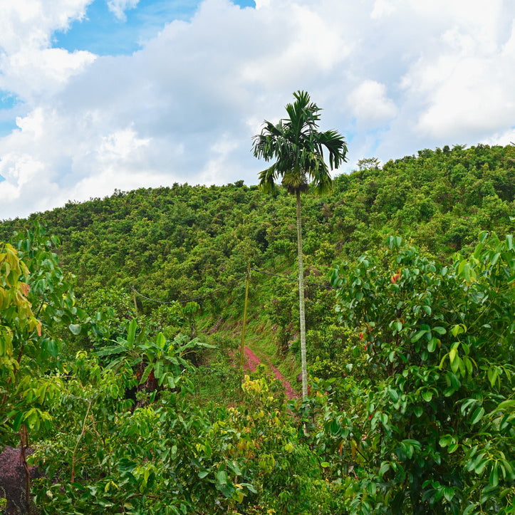 True Cinnamon naturally growing on a regenerative farm in Sri Lanka