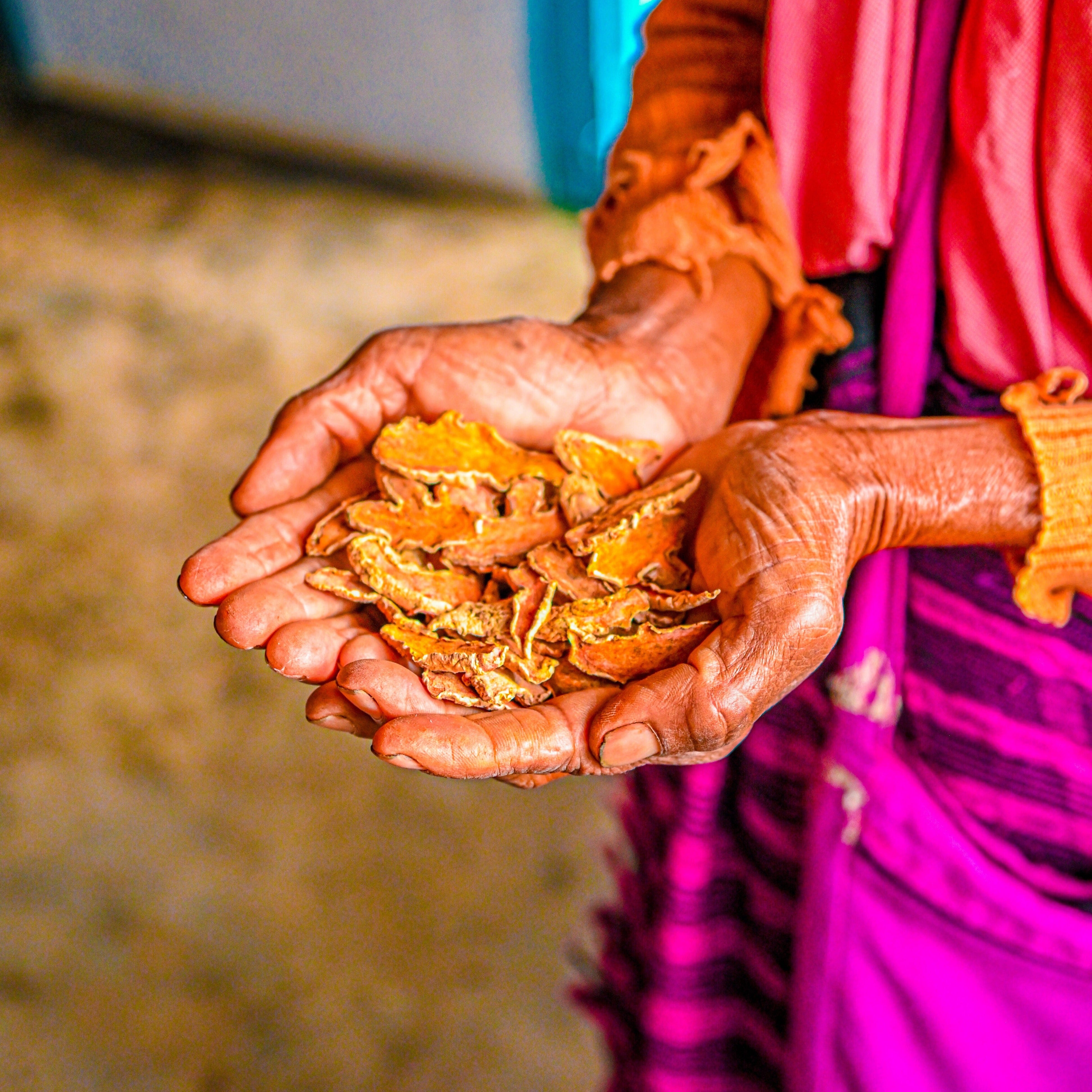 Woman farmer holding dried Lakadong turmeric slices in Meghalaya