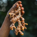 Hand holding a piece of ginger rhizome against a blurred natural background