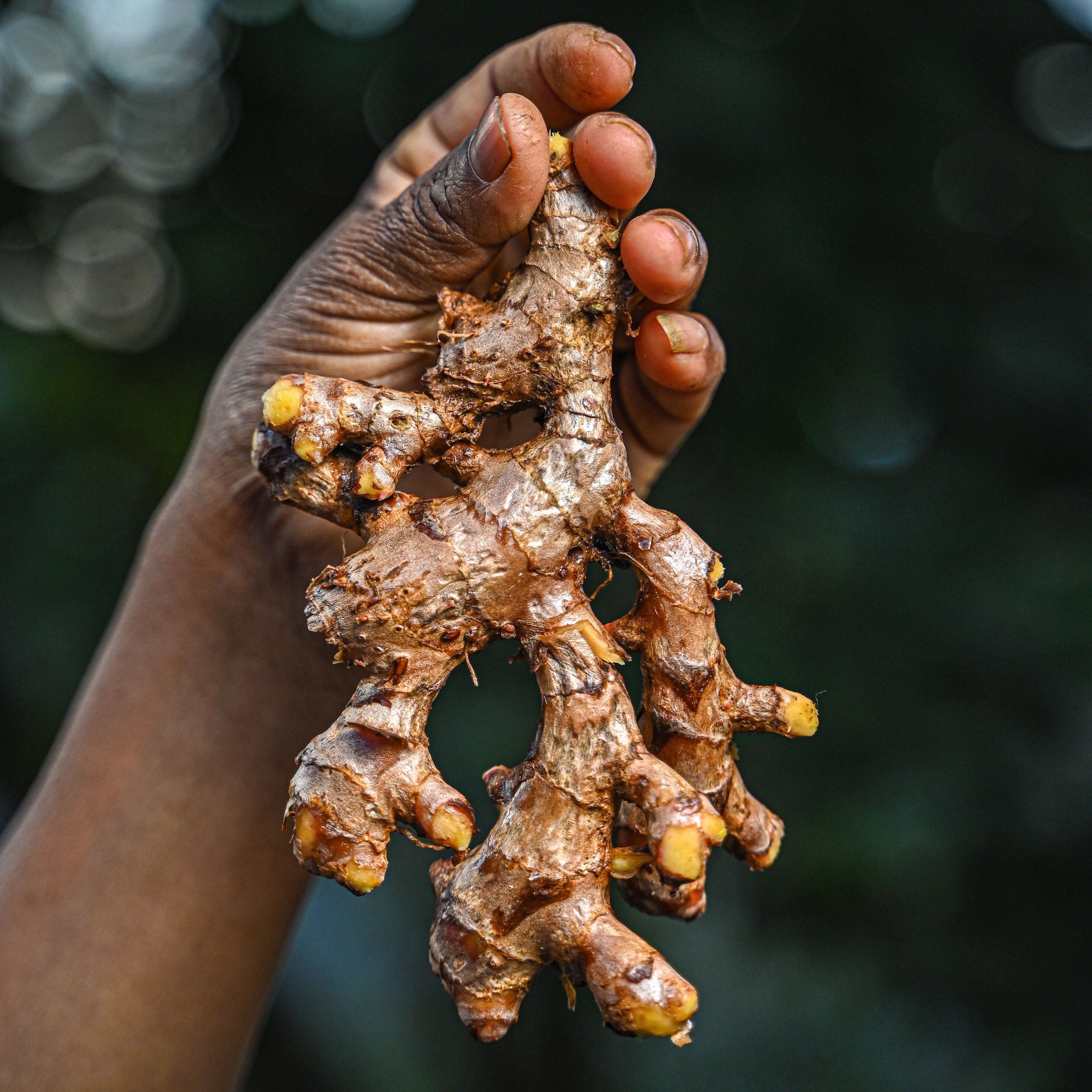 Hand holding a piece of ginger rhizome against a blurred natural background