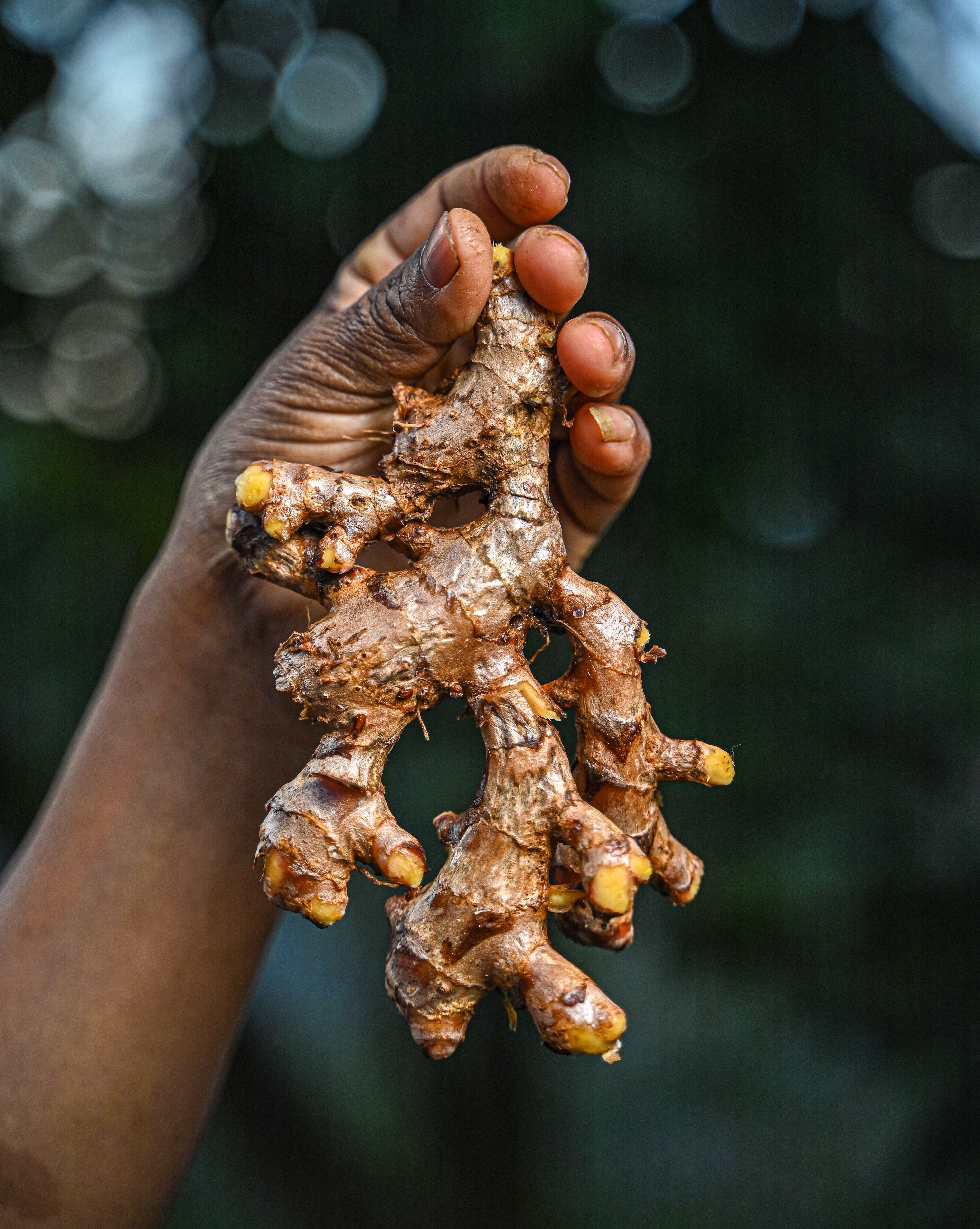 Hand holding a piece of ginger rhizome against a blurred natural background